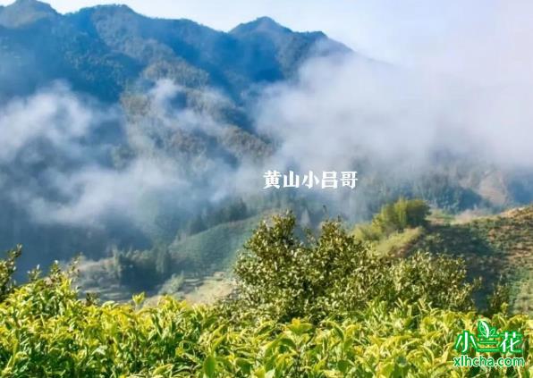 黄山毛峰-高山茶园