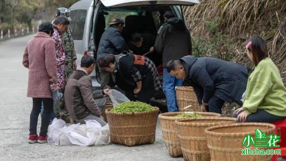 茶农出售自己的茶青