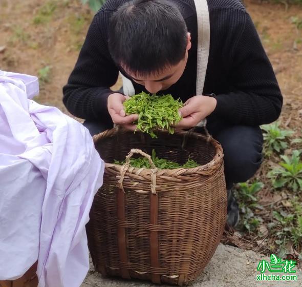 小吕哥也上山找好茶青