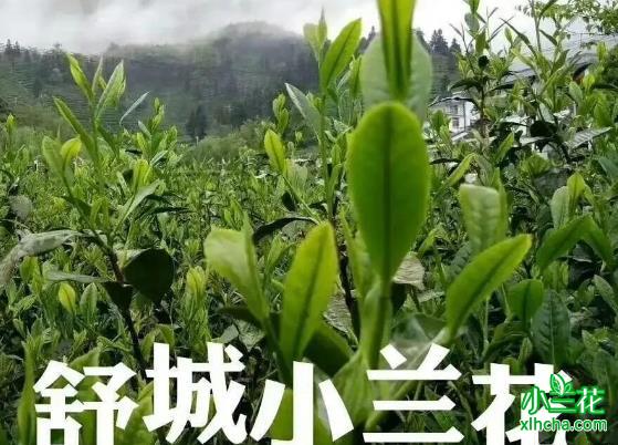 龙舒白桑园“舒城小兰花”的发祥地