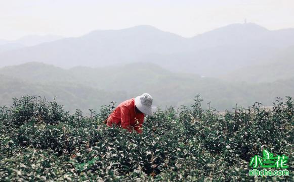 舒城小兰花传说