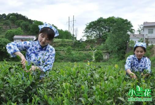 舒城小兰花茶历史记载