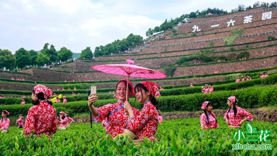 舒城小兰花：要元村高山茗茶