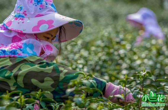 大别山小众茶：岳西翠兰和舒城小兰花