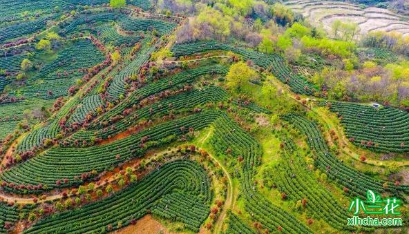 大别山小众茶：岳西翠兰和舒城小兰花