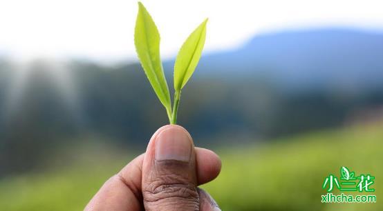 舒城小兰花：安徽大别山传统兰花茶