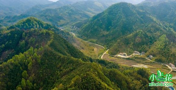 舒城小兰花：安徽大别山传统兰花茶