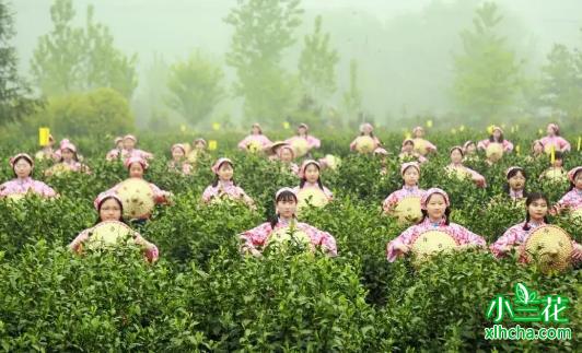 舒城小兰花：安徽大别山传统兰花茶