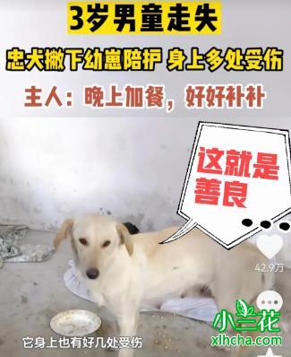 3岁男童走失忠犬一路跟随保护