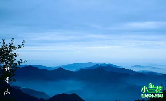 峨蕊（四川峨眉山名茶）