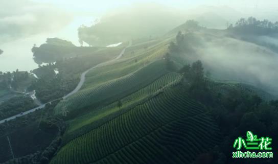 武阳春雨（浙江十大名茶）