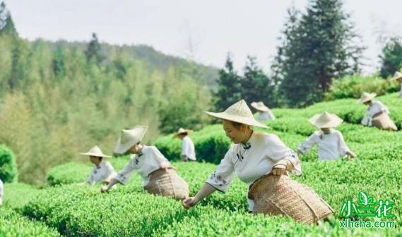 碎铜茶又名“观星茶、神仙茶”有独特功效