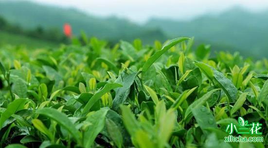 湖北“茶王”：首届“楚茶杯”斗茶大赛