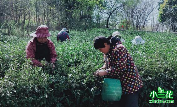 高淳固城：新茶上市助力茶农增收