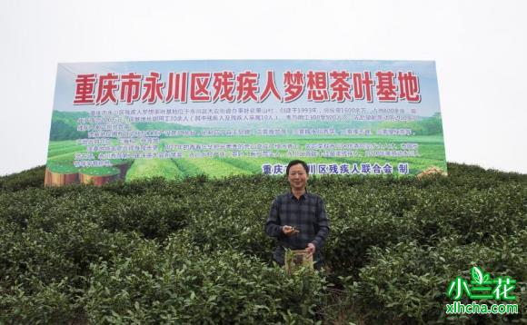 重庆永川残疾人梦想茶叶基地