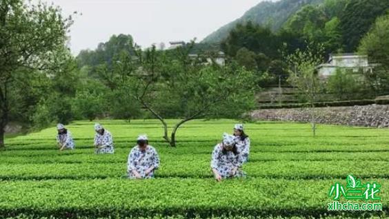 三合镇：小小茶叶撑起一片大产业