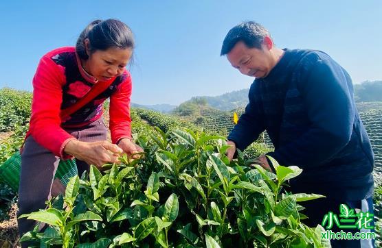 歙县名特优茶产销旺