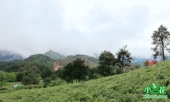 小布岩茶是什么档次茶？