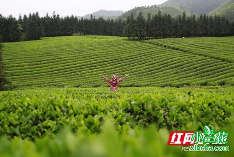 祁阳：茶产业富了村民美了生态