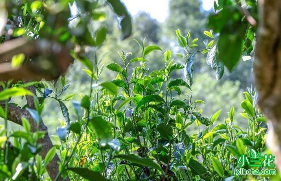 云南高黎贡山普洱茶