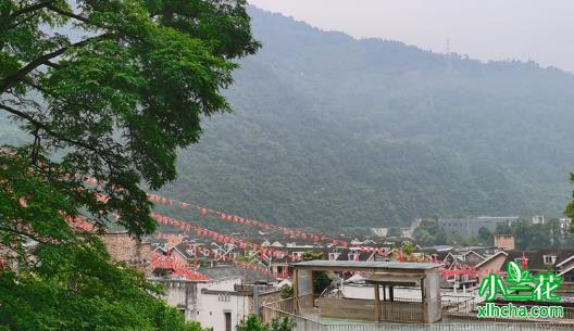 家国传大爱，茶叶送吉祥