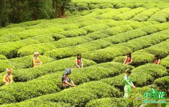 滇红茶哪个品种最好喝？凤庆滇红茶品茗匠心味