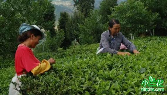 滇红茶哪个品种最好喝？凤庆滇红茶品茗匠心味